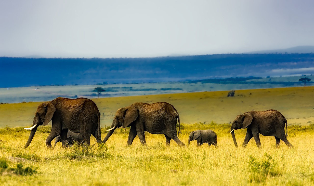 Afrika, Safari, Drambliai, Laukinė Gamta, Savana, Žolė, Kelionė, Kūdikis, Bandas, Vaikščioti