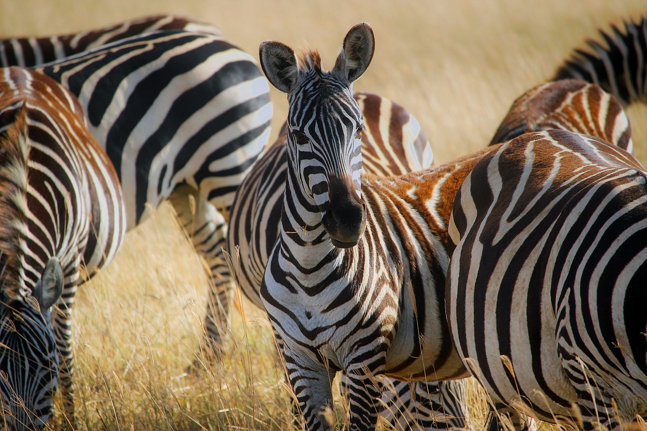 Afrika, Zebras, Bandas, Safari, Gyvūnai, Laukinė Gamta, Iš Arti, Kraštovaizdis, Gamta, Lauke