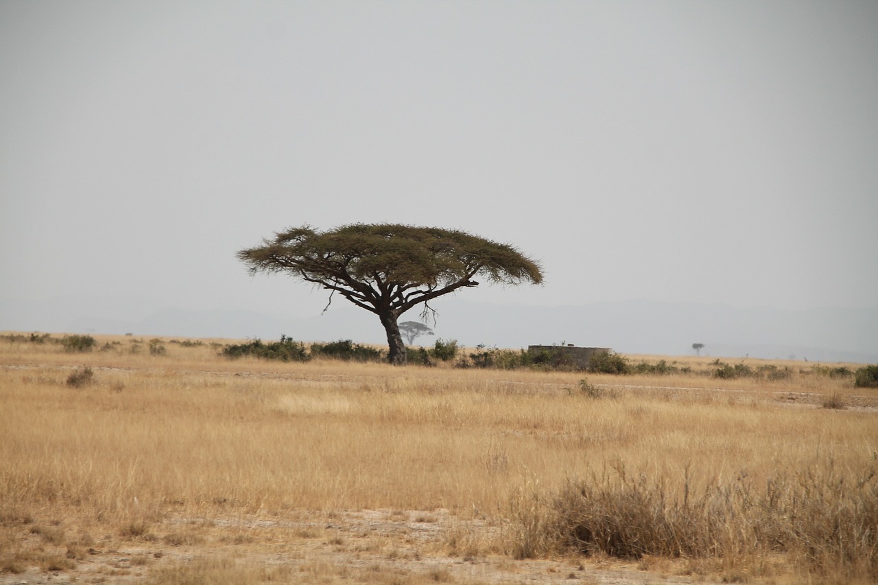 Afrika, Kenia, Medis, Safari, Laukinė Gamta, Tanzanija, Afrikos, Nacionalinis, Kenya, Parkas