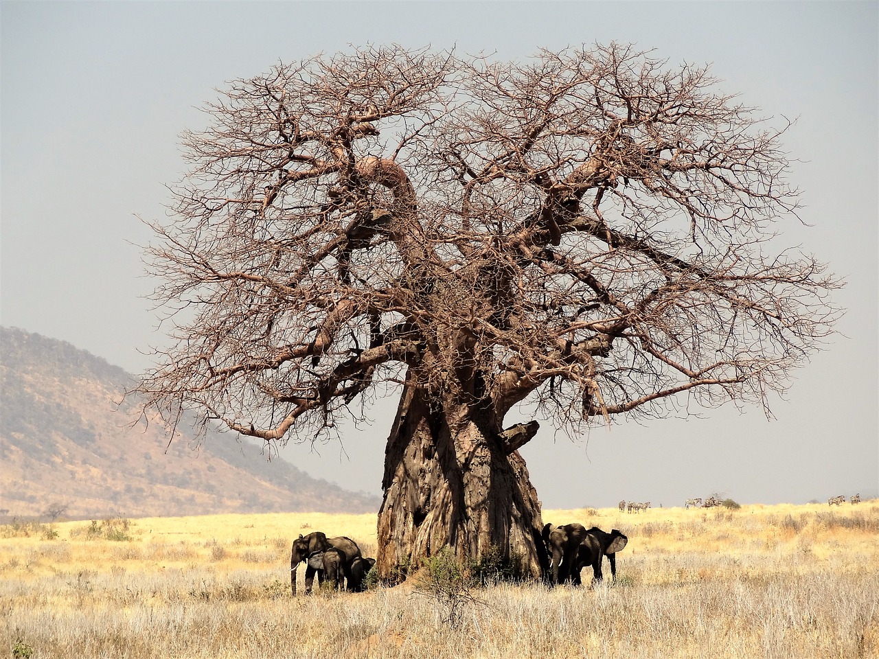 Afrika, Medis, Baobabas, Tanzanija, Gamta, Safari, Nemokamos Nuotraukos,  Nemokama Licenzija