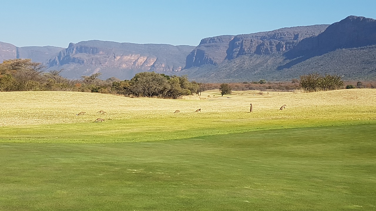 Afrika, Pietų Afrikietis, Mongoozės, Meerkats, Golfas, Žalias, Prato, Kalnas, Kraštovaizdis, Nemokamos Nuotraukos