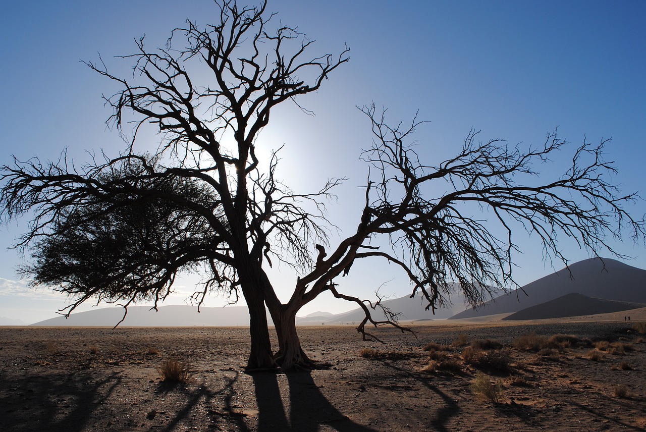 Afrika, Namibija, Sossusvlei, Dykuma, Namib, Smėlio Kopa, Medis, Sausas, Nacionalinis Parkas, Namib Dykuma