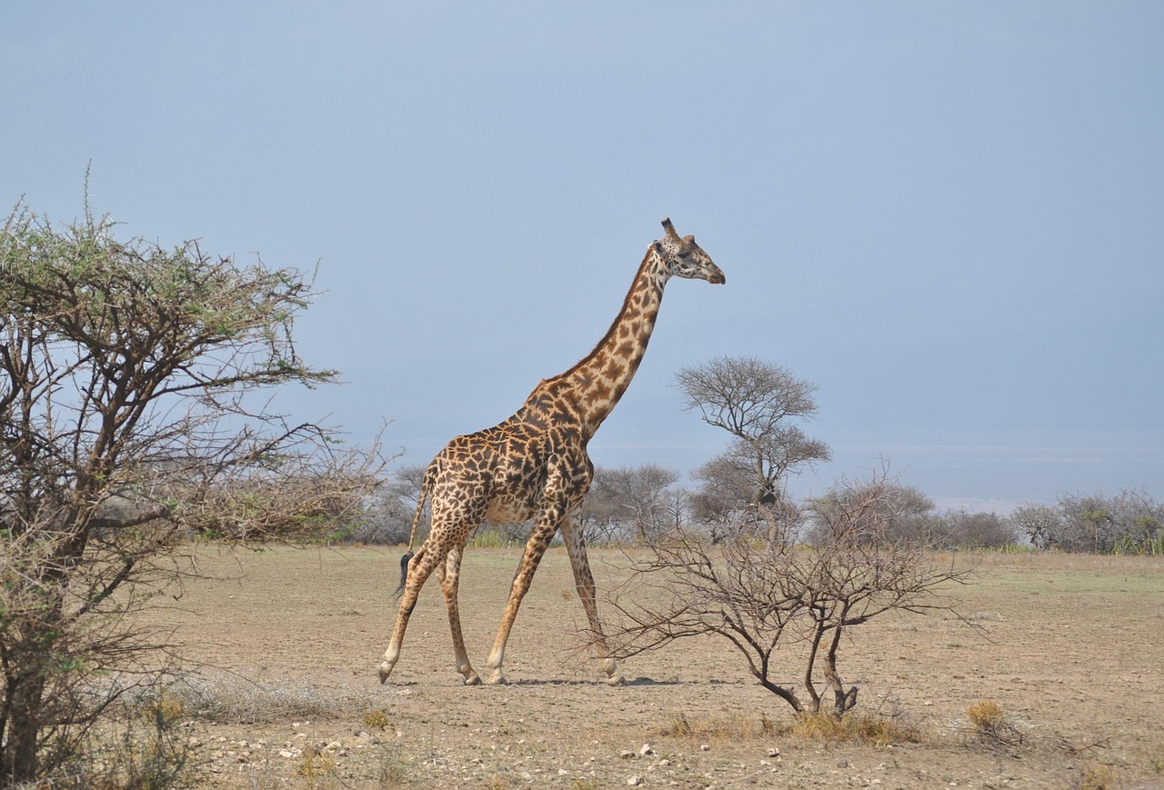 Afrika, Tanzanija, Nacionalinis Parkas, Safari, Serengeti, Žirafa, Nemokamos Nuotraukos,  Nemokama Licenzija