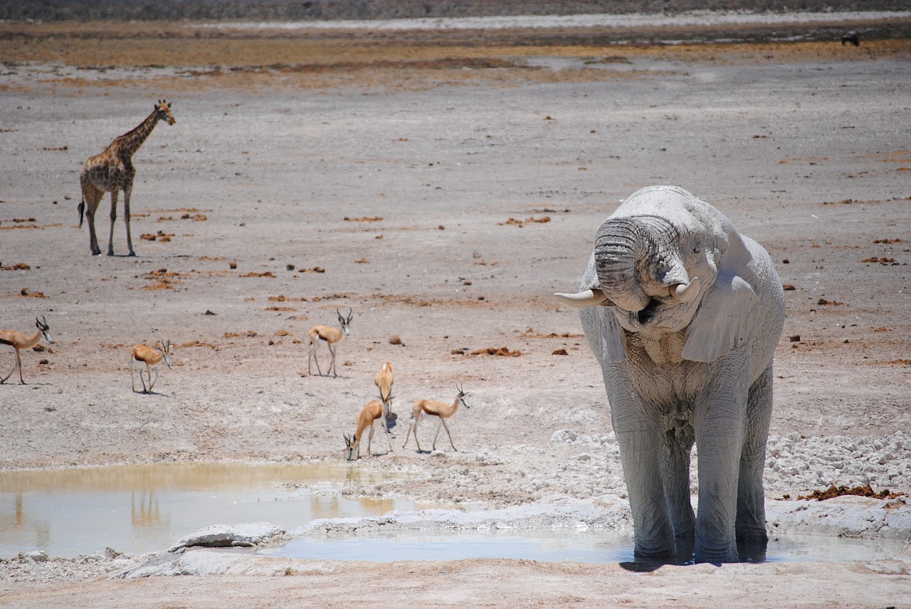 Afrika, Namibija, Nacionalinis Parkas, Safari, Etosha, Dramblys, Vandens Skylė, Nemokamos Nuotraukos,  Nemokama Licenzija
