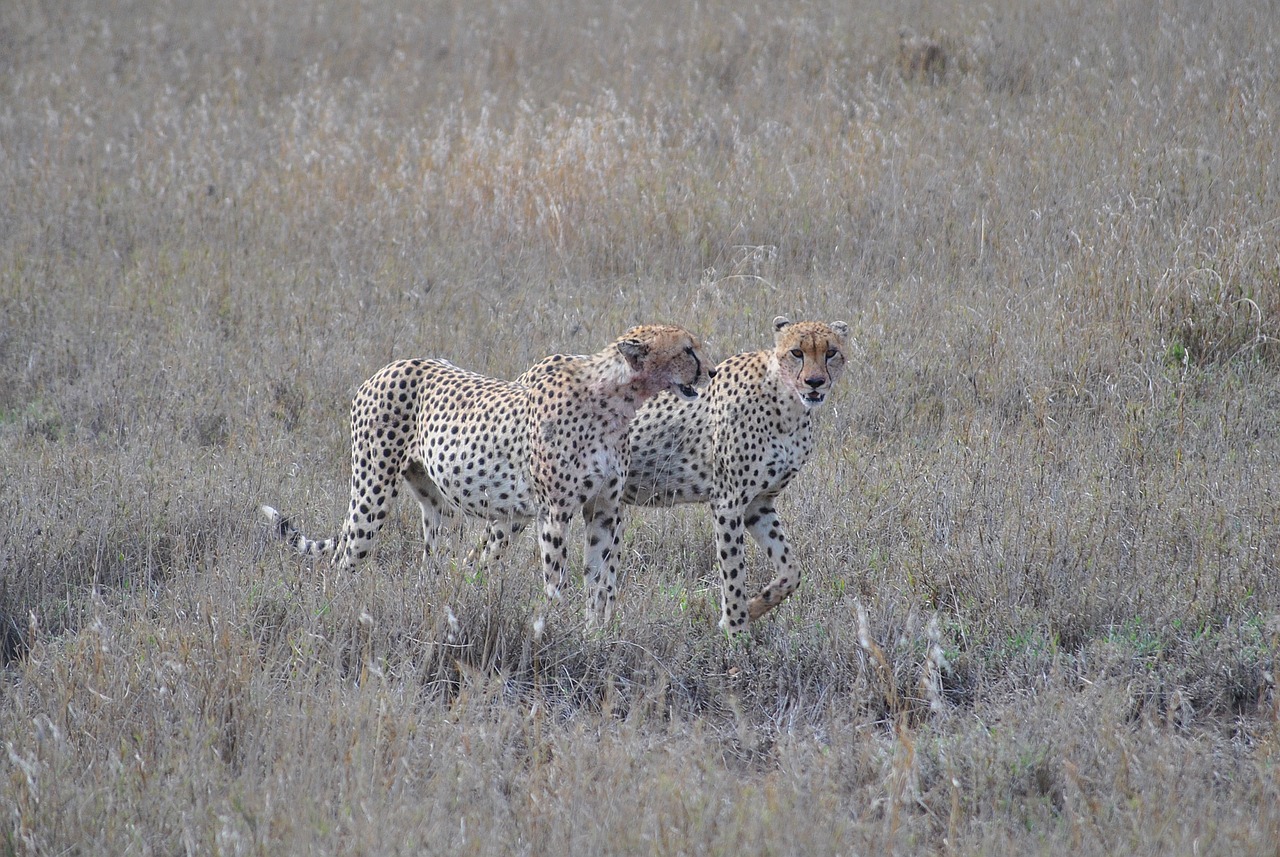 Afrika, Tanzanija, Nacionalinis Parkas, Safari, Serengeti, Gepardas, Pora, Nemokamos Nuotraukos,  Nemokama Licenzija