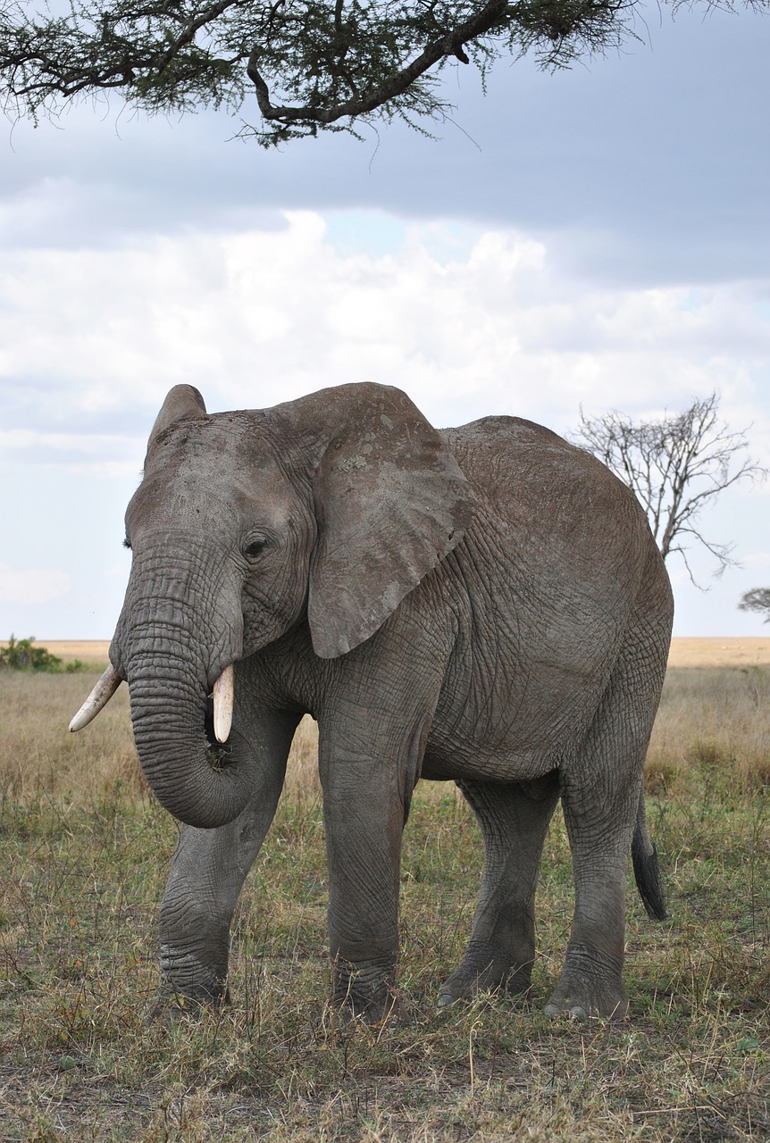 Afrika, Tanzanija, Nacionalinis Parkas, Safari, Serengeti, Dramblys, Nemokamos Nuotraukos,  Nemokama Licenzija