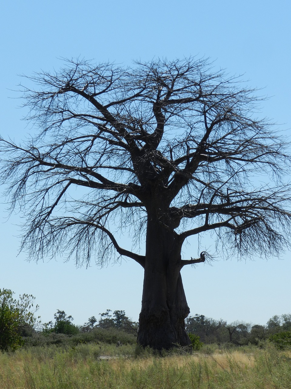 Afrika, Baobabas, Savana, Safari, Medis, Nacionalinis Parkas, Gamta, Nemokamos Nuotraukos,  Nemokama Licenzija