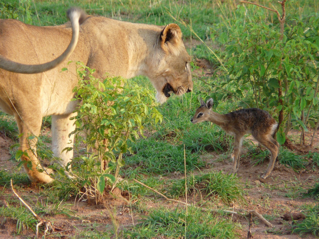 Afrika, Laukinė Gamta, Liūtas, Kob, Uganda, Gamta, Kelionė, Savana, Kūdikis, Antilopė