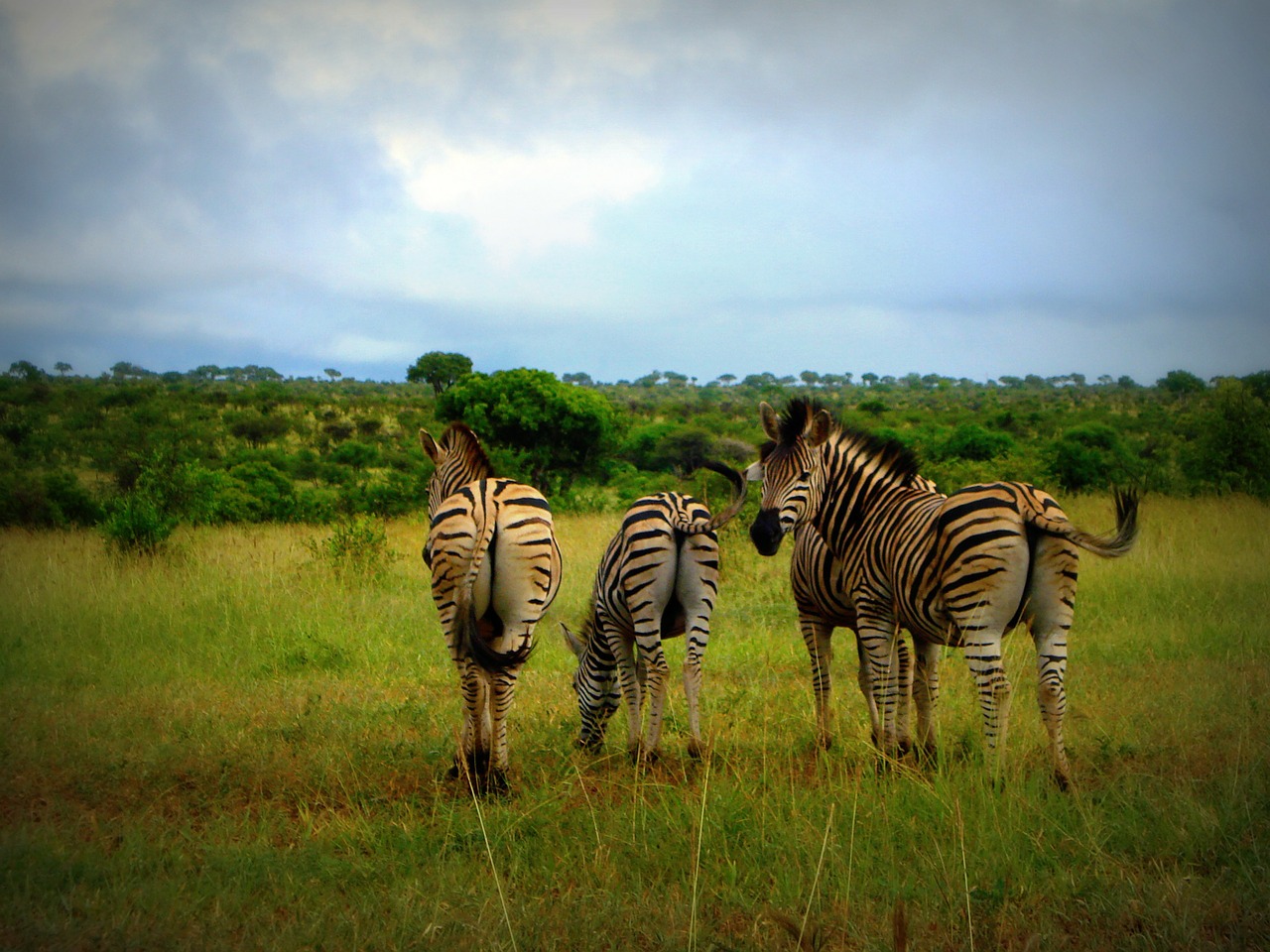 Afrika, Pietų Afrika, Zebras, Laukiniai, Laukinė Gamta, Gyvūnas, Gamta, Ganomi Zebrai, Savanna, Nemokamos Nuotraukos