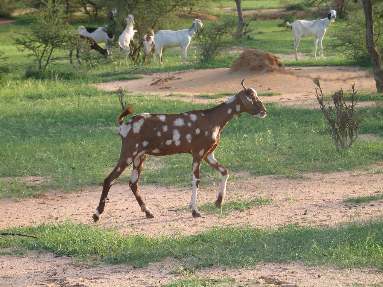 Afrika, Afrikietiškas Kraštovaizdis, Gyvūnai, Ožka, Nemokamos Nuotraukos,  Nemokama Licenzija