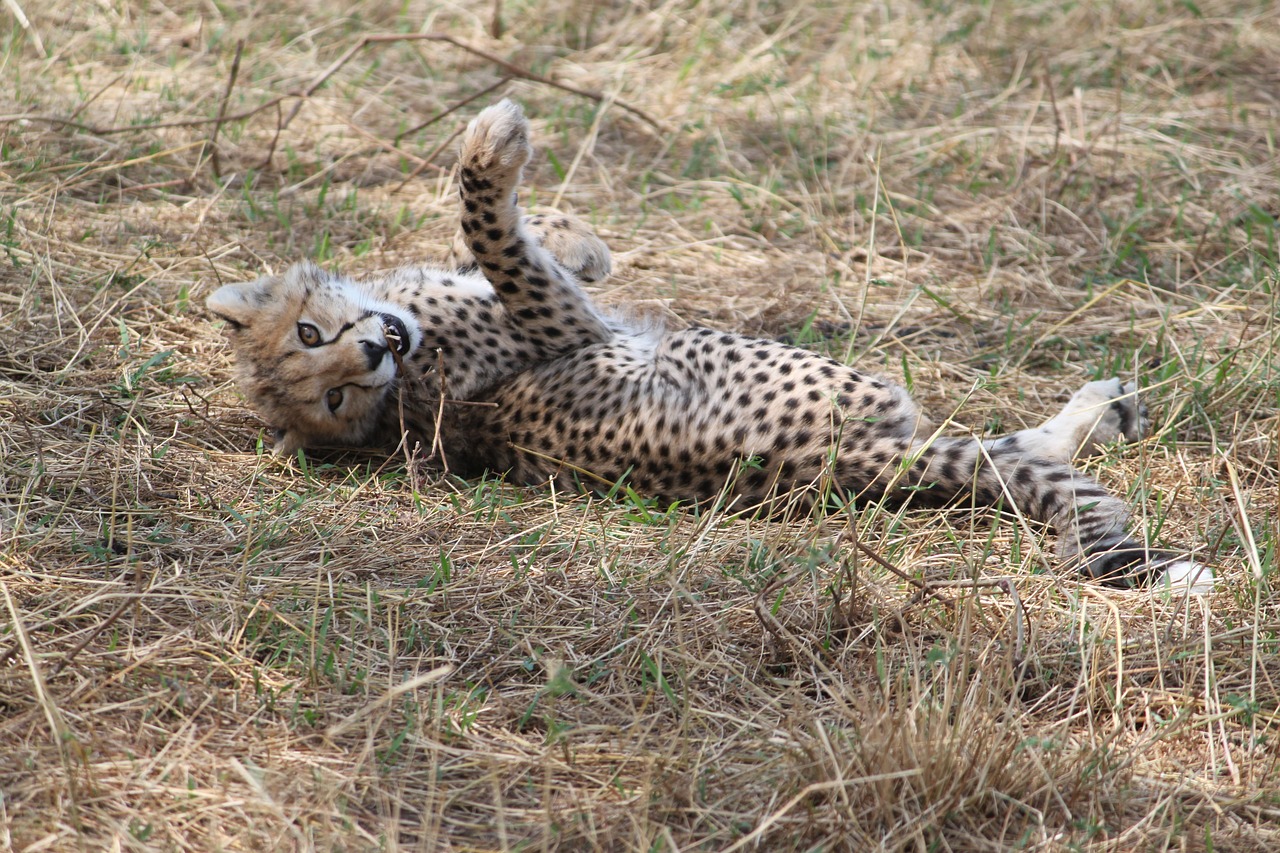 Afrika, Safari, Tanzanija, Krūmas, Žinduolis, Laukinė Gamta, Gamta, Žaidimas, Kenya, Gyvūnas