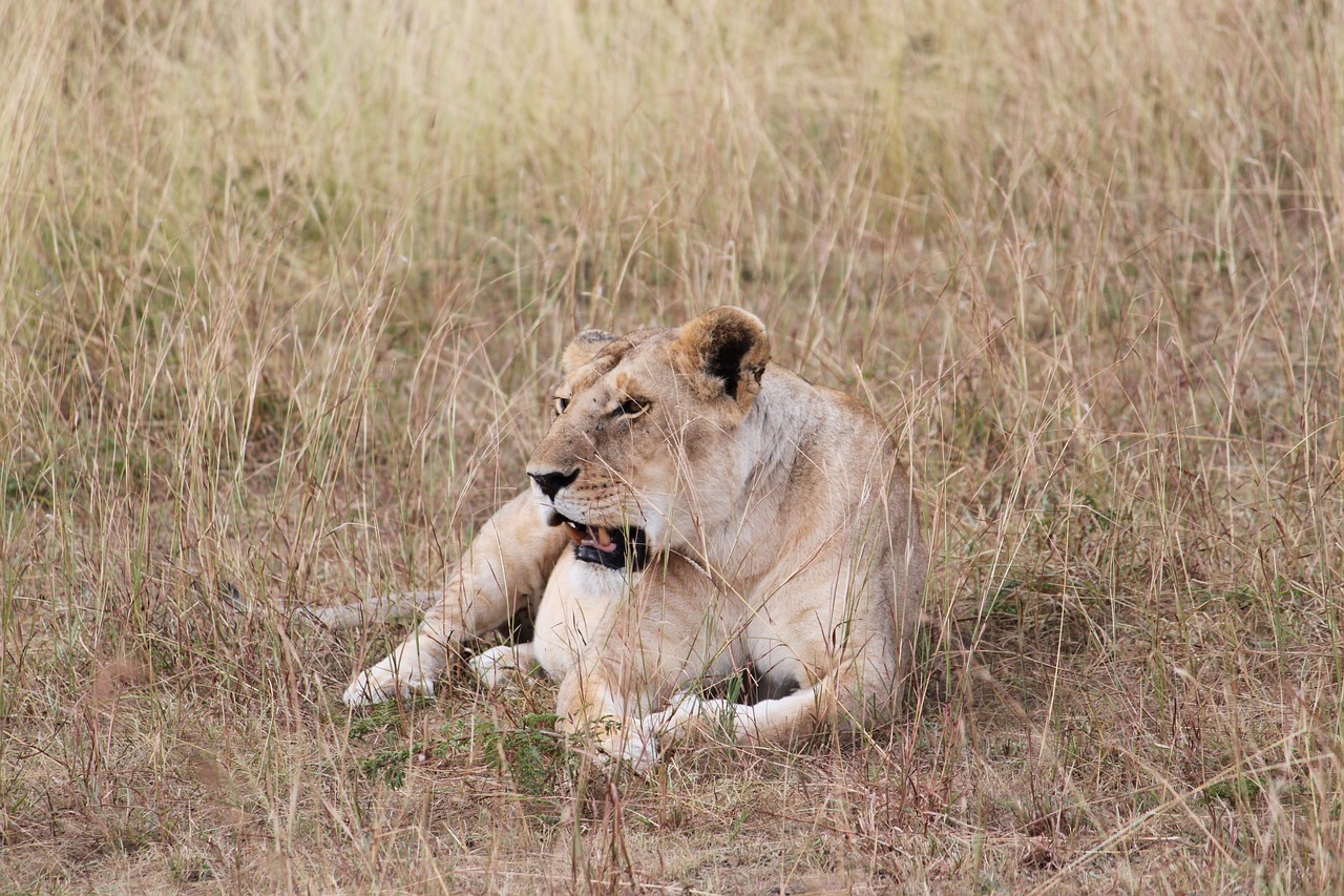Afrika, Liūtas, Safari, Liūtas, Laukinė Gamta, Kenya, Tanzanija, Seringeti, Didelė Katė, Plėšrūnas