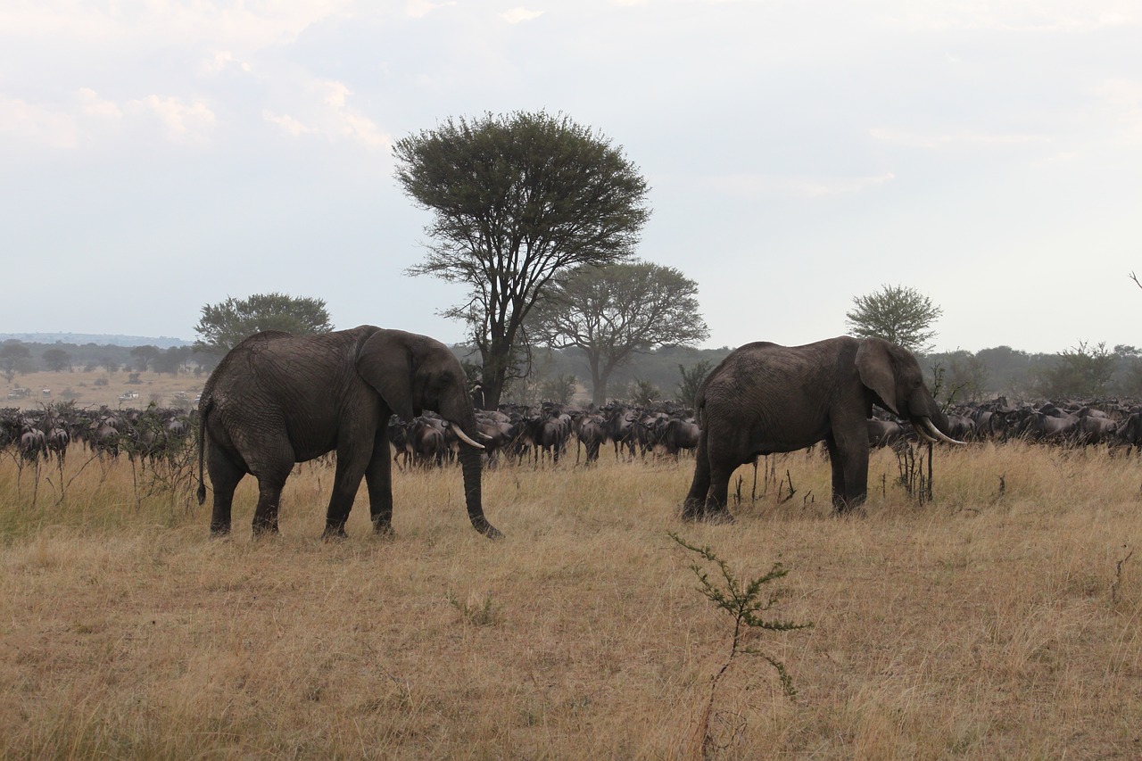 Afrika, Safari, Laukinė Gamta, Kenya, Tanzanija, Seringeti, Dramblys, Puiki Migracija, Nemokamos Nuotraukos,  Nemokama Licenzija