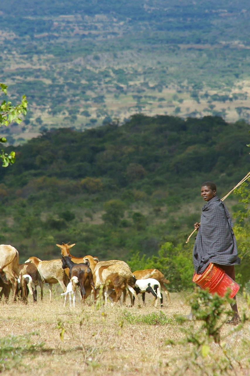 Afrika, Tanzanija, Kraštovaizdis, Žalias, Platus, Piemenys, Ožkos, Gyvūnai, Nemokamos Nuotraukos,  Nemokama Licenzija