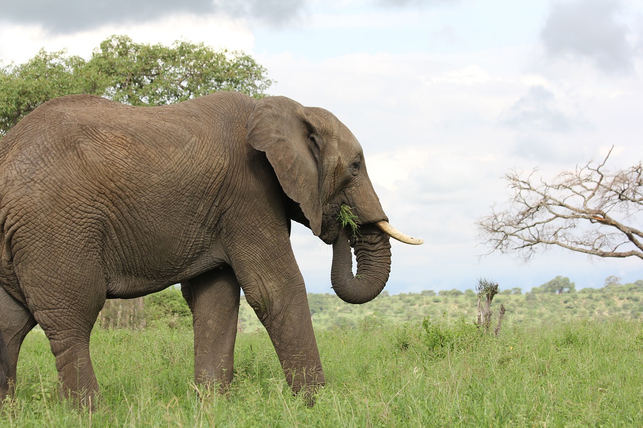 Afrika, Tanzanija, Trangire, Dramblys, Laukinis Gyvūnas, Safari, Savana, Laukinė Gamta, Gyvūnų Pasaulis, Laukiniai