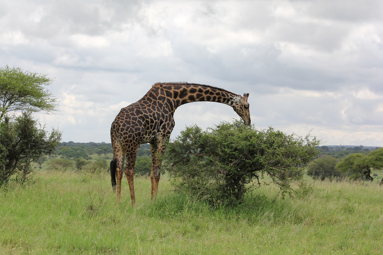 Afrika, Tanzanija, Trangire, Žirafa, Laukinis Gyvūnas, Safari, Savana, Laukinė Gamta, Gyvūnų Pasaulis, Laukiniai