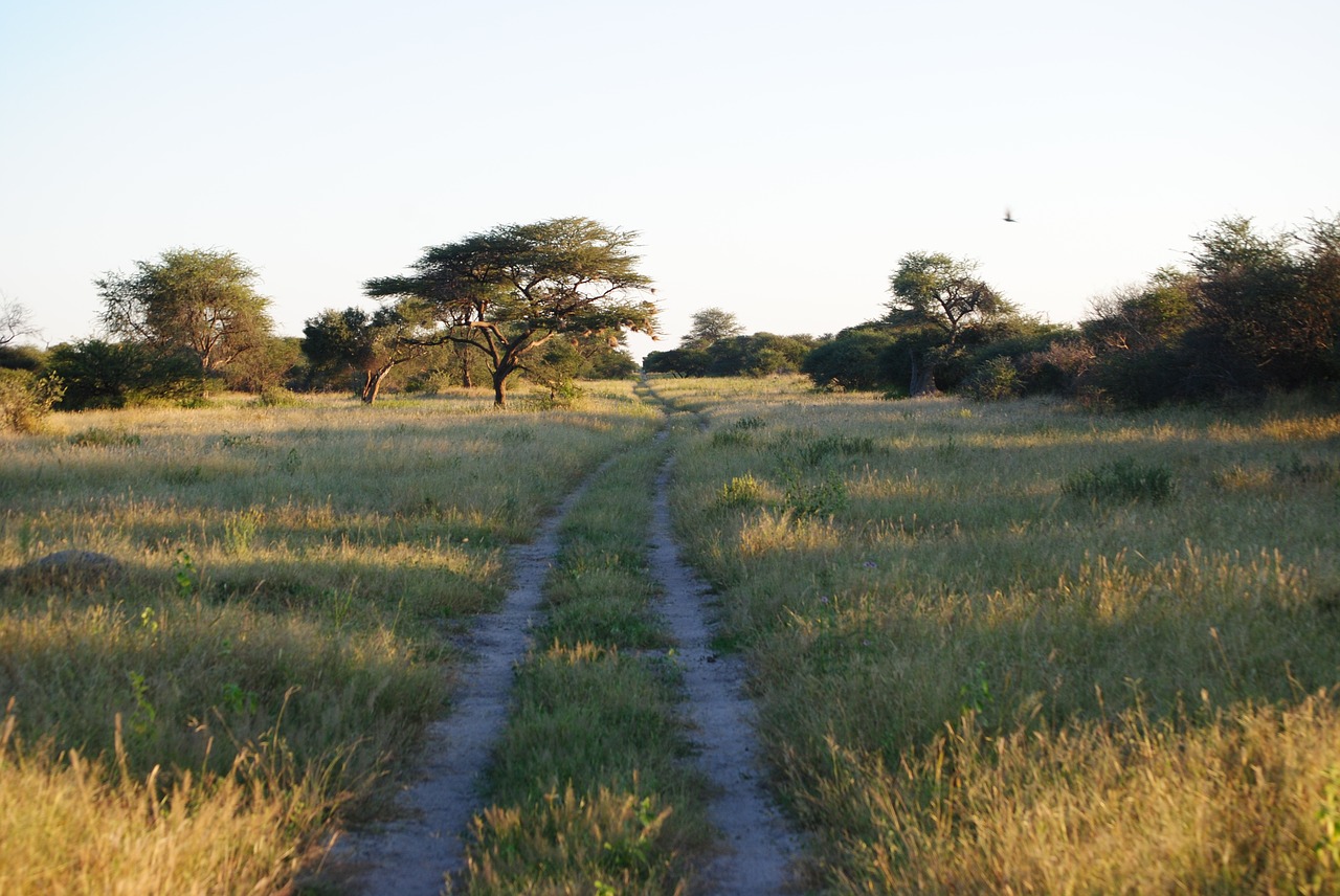 Afrika, Namibija, Gamta, Žolė, Kraštovaizdis, Savana, Laukiniai, Nemokamos Nuotraukos,  Nemokama Licenzija