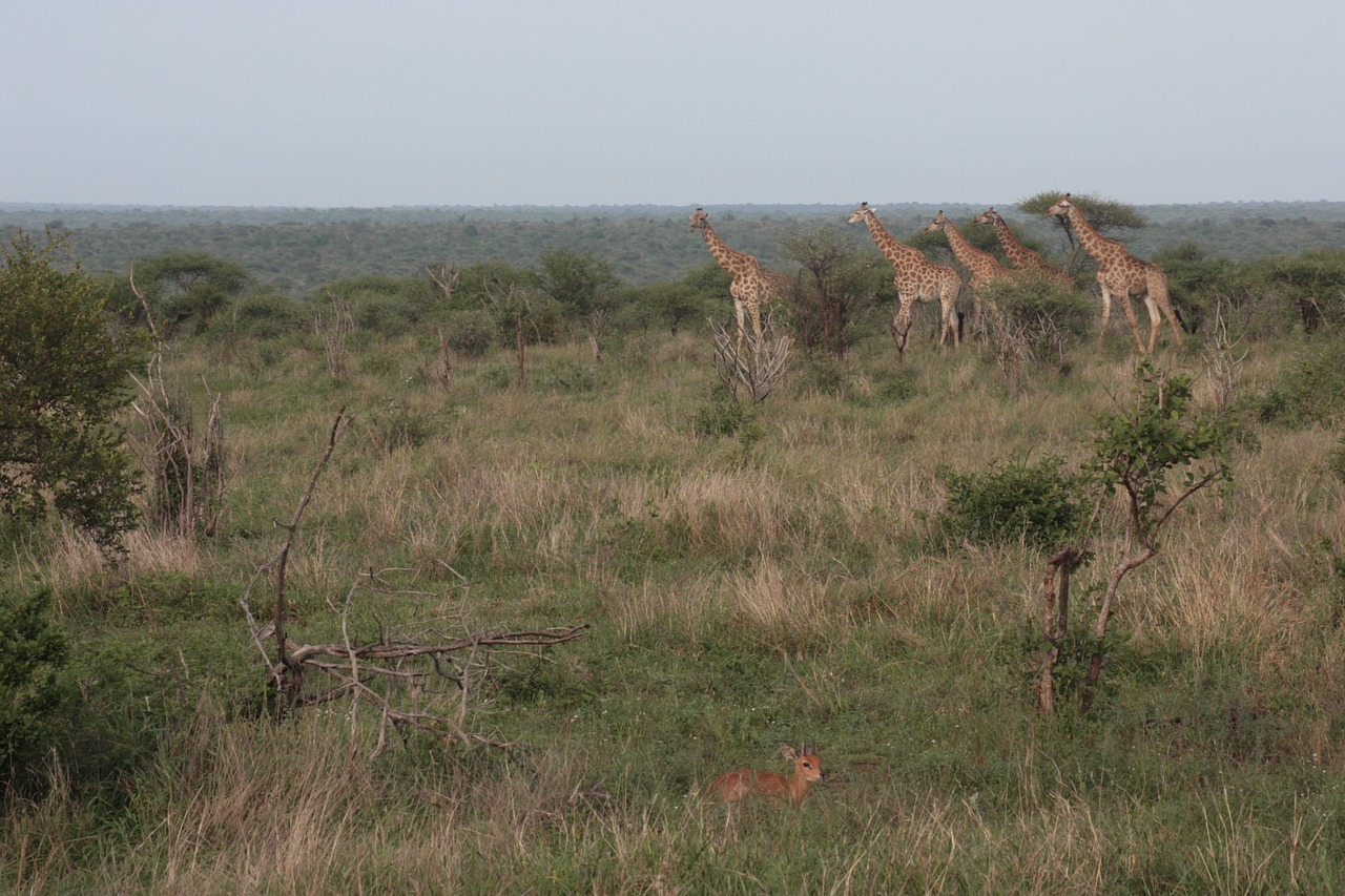 Afrika, Safari, Laukinė Gamta, Žirafa, Kelionė, Nemokamos Nuotraukos,  Nemokama Licenzija