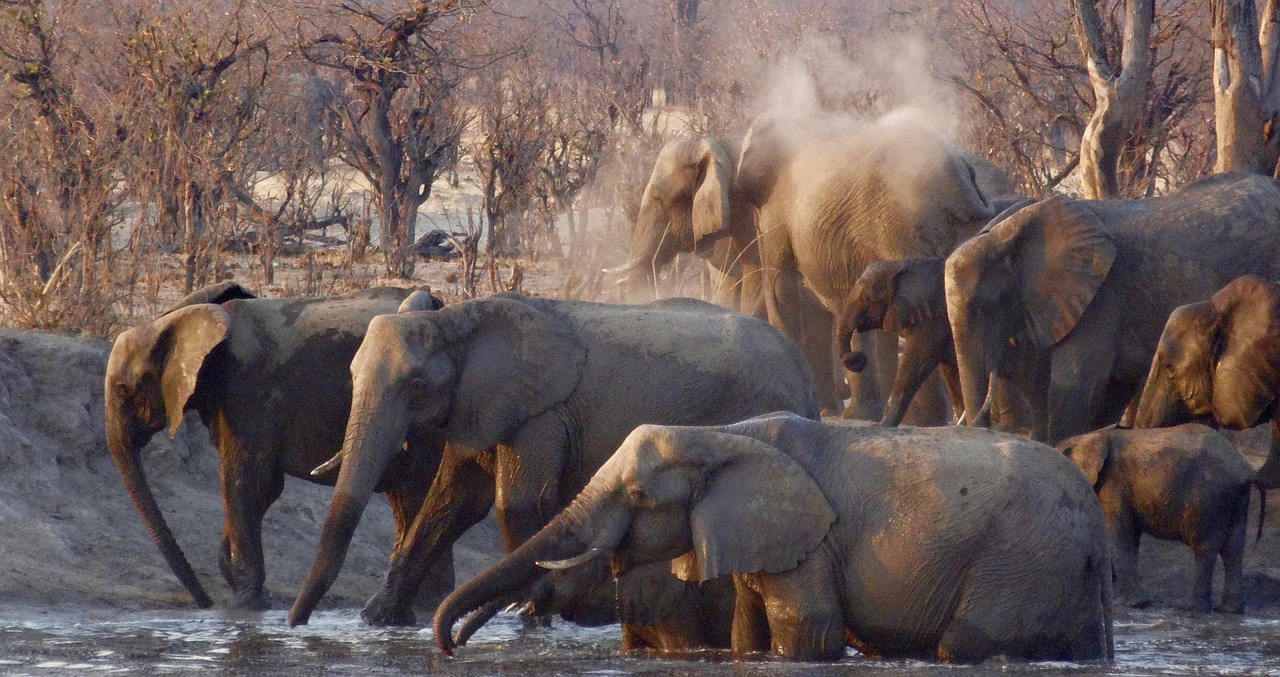 Afrika, Drambliai, Laukinė Gamta, Gamta, Žaidimas, Didelis, Kelionė, Africana, Nemokamos Nuotraukos,  Nemokama Licenzija