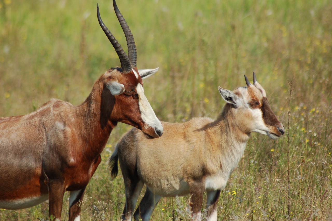 Afrika, Gyvūnai, Blesbok, Bandas, Laukinė Gamta, Savana, Buck, Gamta, Antilopė, Laukiniai