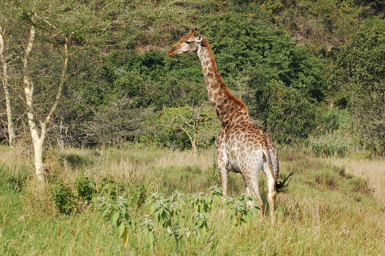 Afrika, Gyvūnai, Žirafa, Laukinė Gamta, Savana, Gamta, Nemokamos Nuotraukos,  Nemokama Licenzija
