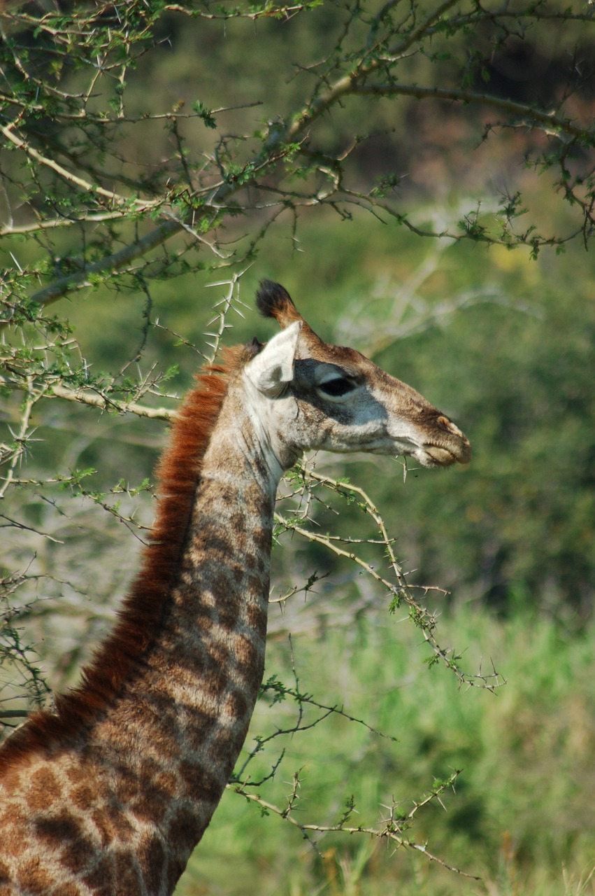 Afrika, Gyvūnai, Žirafa, Laukinė Gamta, Savana, Gamta, Nemokamos Nuotraukos,  Nemokama Licenzija