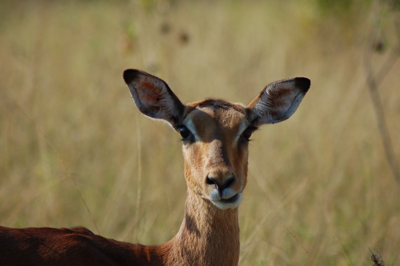 Afrika, Gyvūnai, Impala, Laukinė Gamta, Savana, Buck, Gamta, Nemokamos Nuotraukos,  Nemokama Licenzija