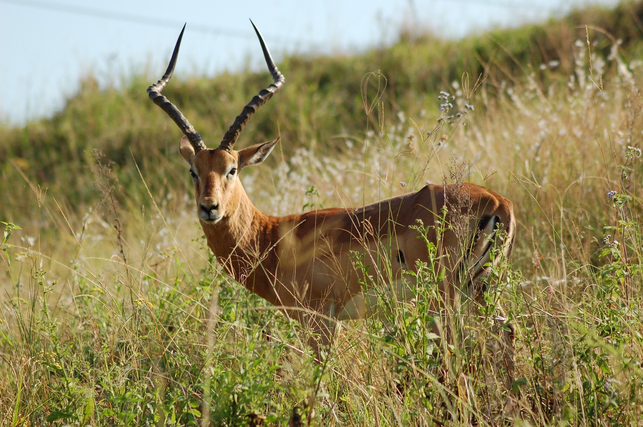 Afrika, Gyvūnai, Impala, Laukinė Gamta, Savana, Buck, Gamta, Nemokamos Nuotraukos,  Nemokama Licenzija