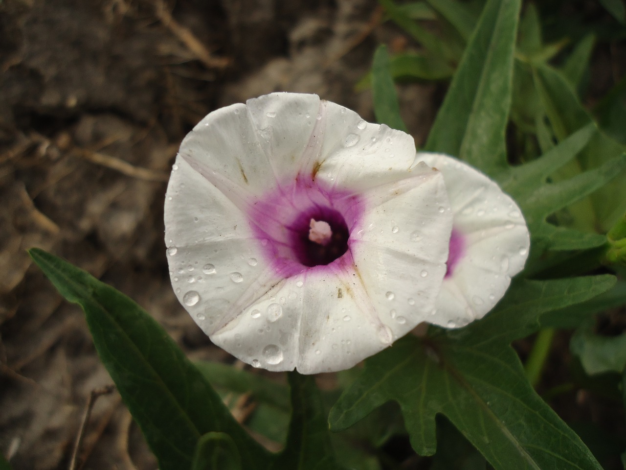 Afrika, Kenya, Gėlė, Vietiniai, Botanika, Laukiniai, Flora, Natūralus, Gamta, Nemokamos Nuotraukos