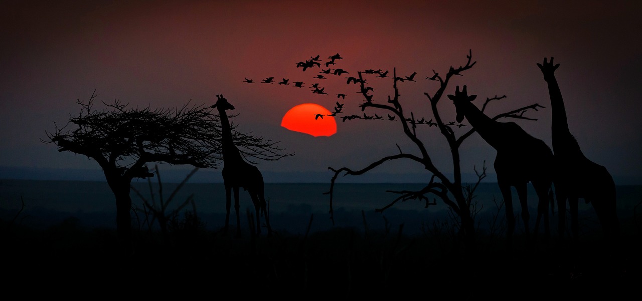 Afrika, Žirafos, Gyvūnų Pasaulis, Dykuma, Savana, Gamta, Medis, Stepė, Gyvūnas, Safari