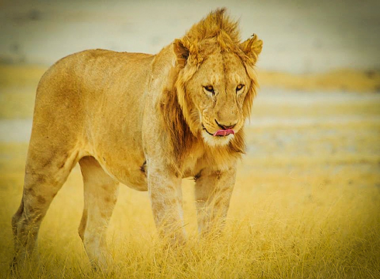 Afrika, Tanzanija, Serengečio Nacionalinis Parkas, Liūtas, Laukinė Gamta, Safari, Serengeti, Gyvūnai, Gamtos Serengetis, Laukiniai