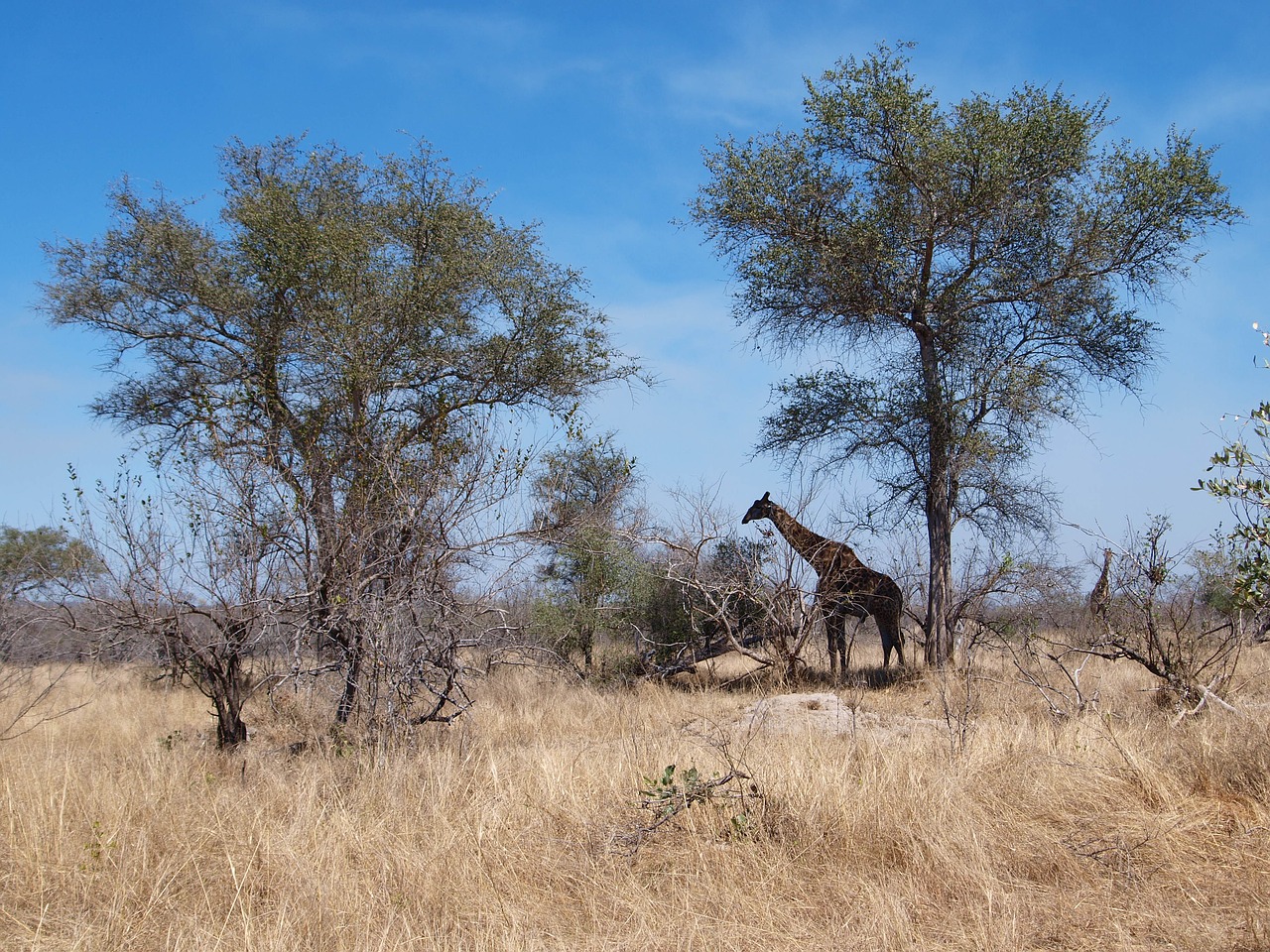 Afrika, Pietų Afrika, Medis, Safari, Nacionalinis Parkas, Gamta, Laukinis Gyvūnas, Žirafa, Gyvūnų Pasaulis, Gyvūnas