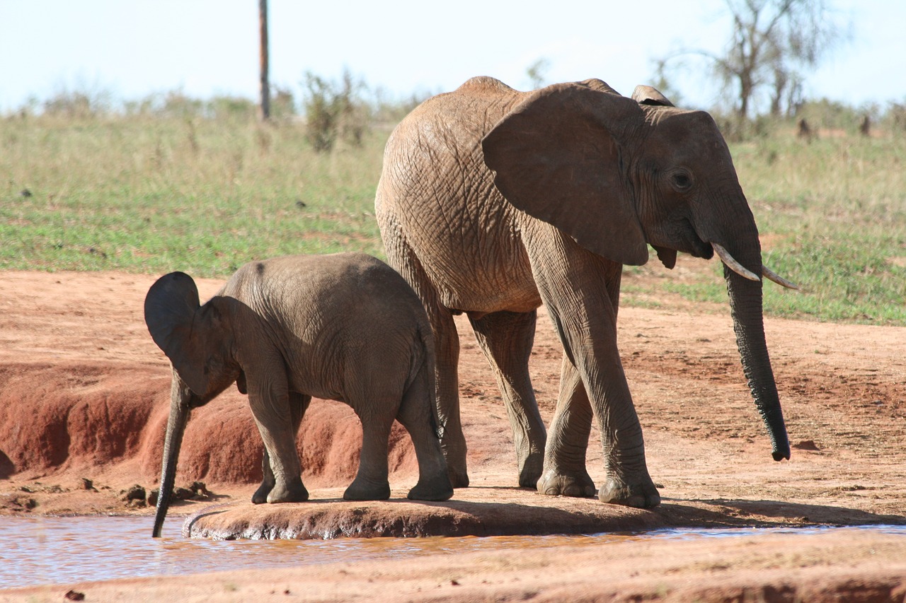 Afrika, Kenya, Vanduo, Drambliai, Safari, Nemokamos Nuotraukos,  Nemokama Licenzija