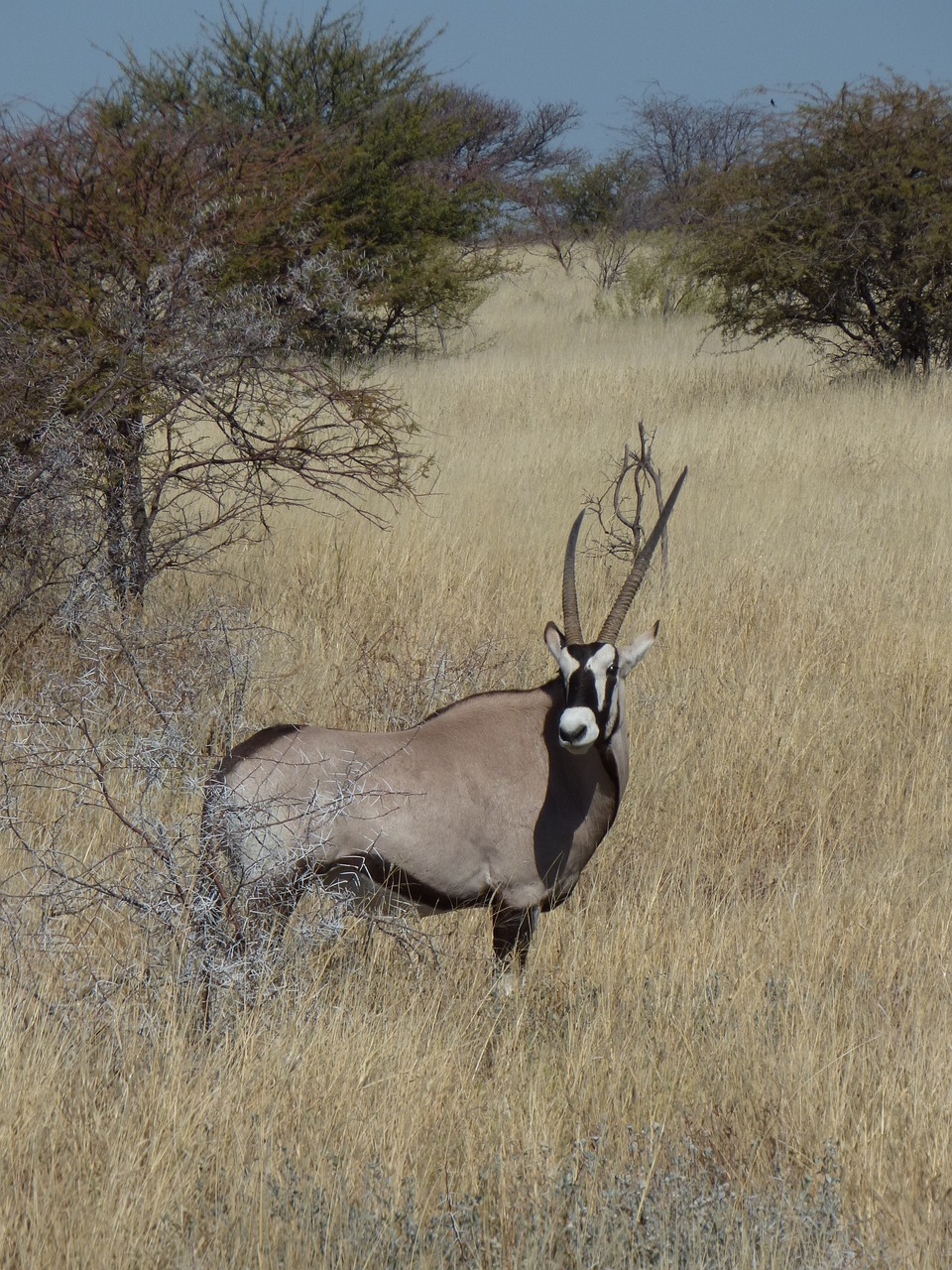 Afrika, Namibija, Gyvūnai, Antilopė, Oryx, Nemokamos Nuotraukos,  Nemokama Licenzija
