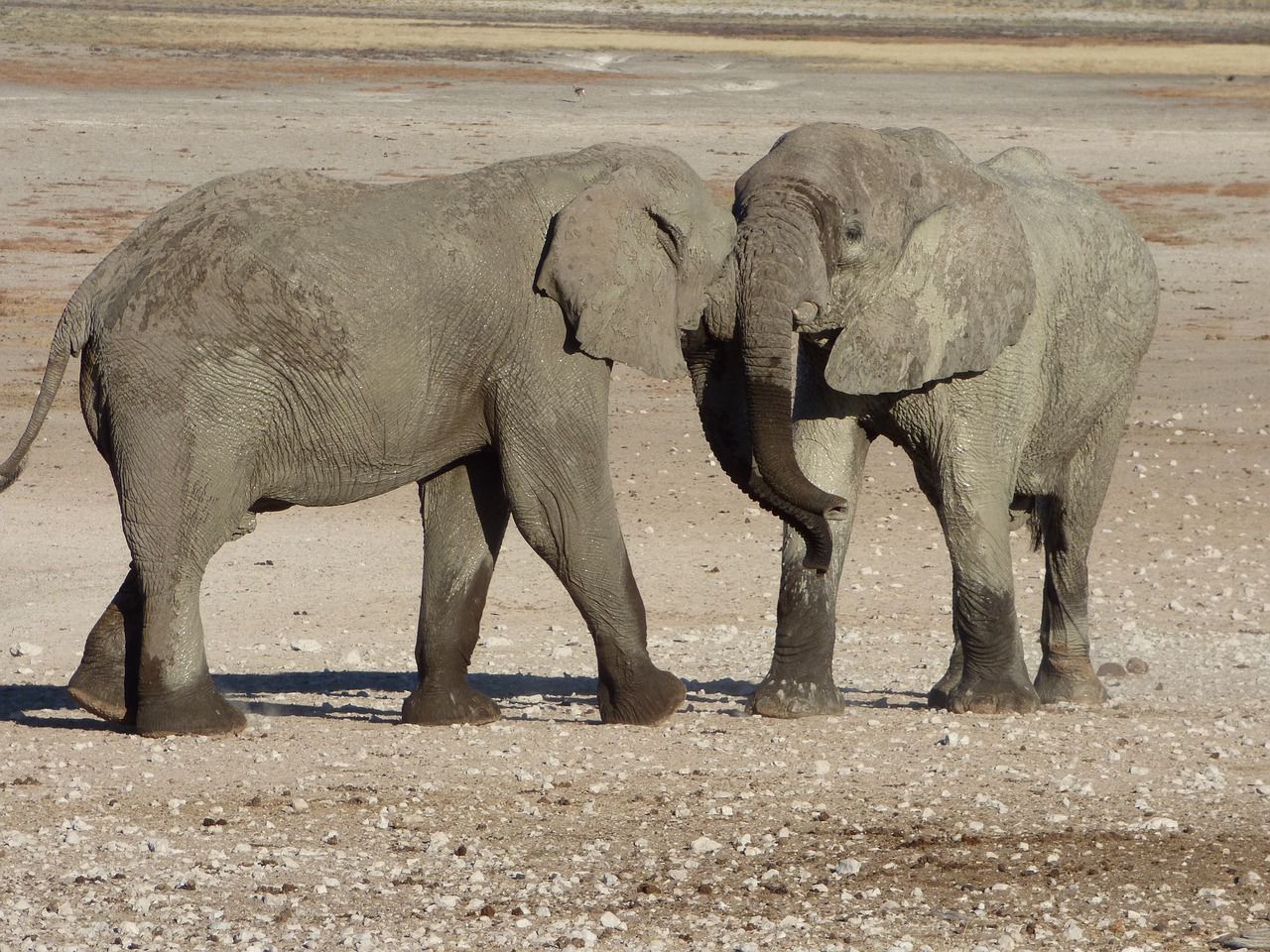 Afrika, Namibija, Gyvūnai, Drambliai, Nemokamos Nuotraukos,  Nemokama Licenzija