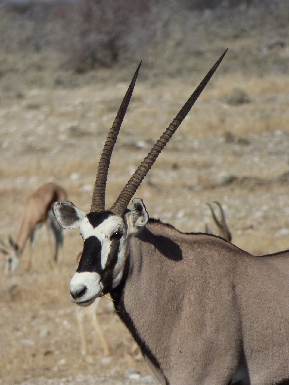 Afrika, Namibija, Gyvūnai, Oryx, Nemokamos Nuotraukos,  Nemokama Licenzija