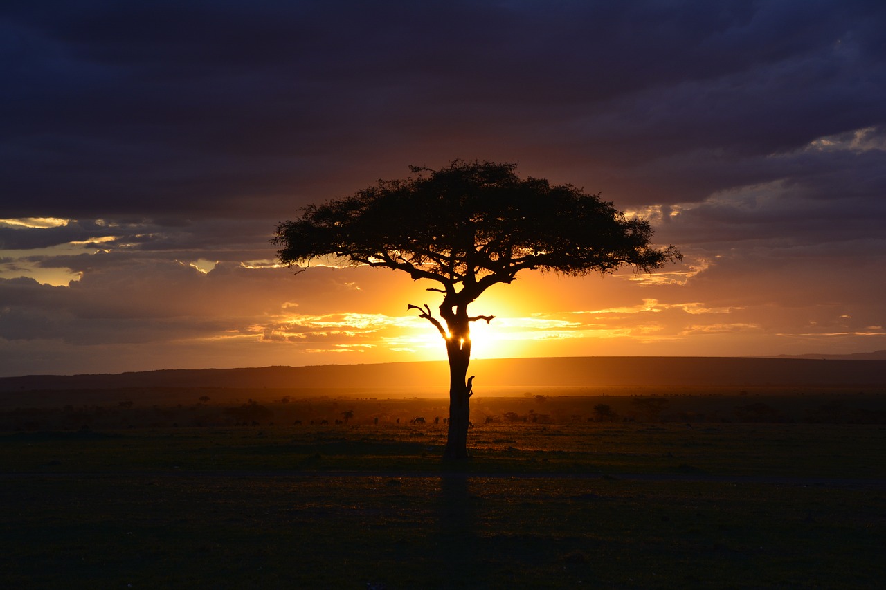 Afrika, Saulėlydis, Safari, Kenya, Mara, Medis, Dangus, Debesys, Saulė, Siluetas