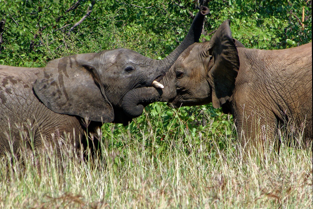 Afrika, Dramblys, Kruger Parkas, Nemokamos Nuotraukos,  Nemokama Licenzija