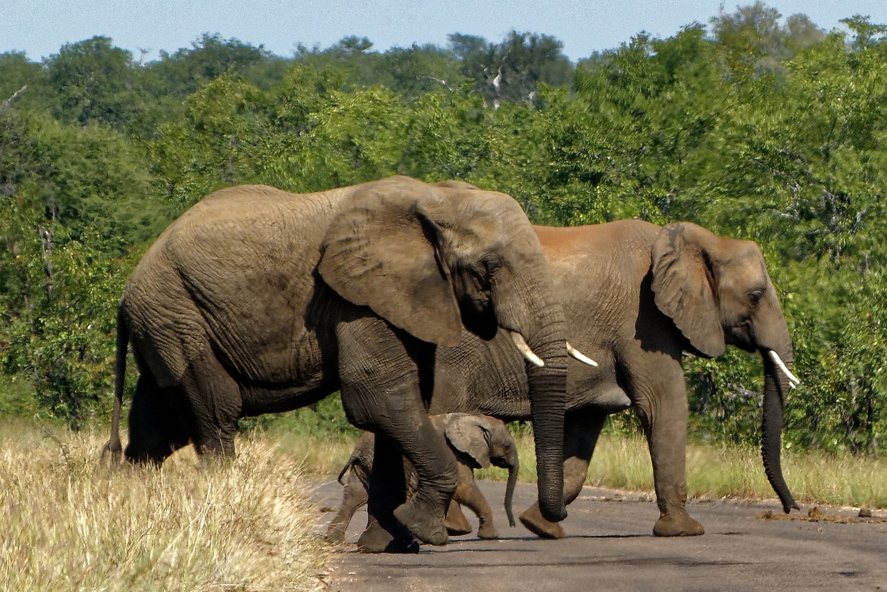 Afrika, Kruger Parkas, Dramblys, Nemokamos Nuotraukos,  Nemokama Licenzija