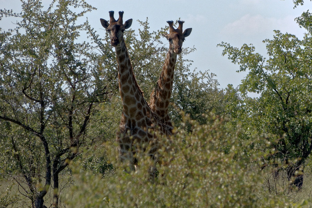 Afrika, Kruger, Žirafa, Nemokamos Nuotraukos,  Nemokama Licenzija