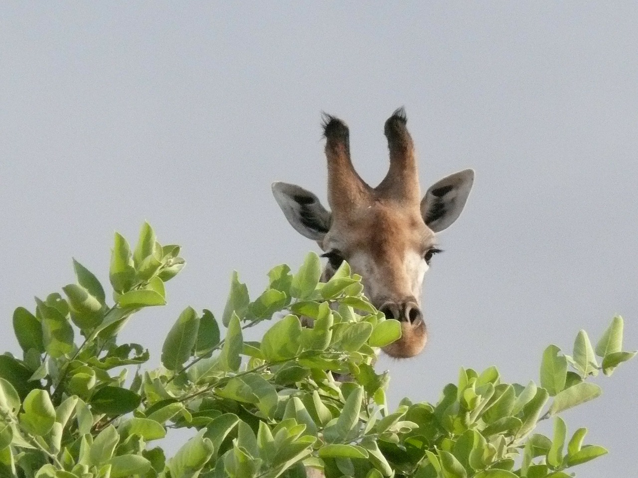 Afrika, Botsvana, Okavango Delta, Žirafa, Safari, Žirafos, Laukiniai, Gyvūnas, Nemokamos Nuotraukos,  Nemokama Licenzija