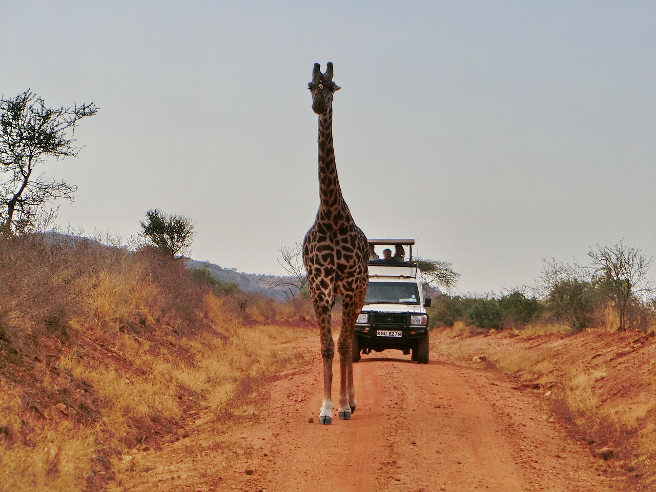 Afrikoje,  Gyvūnai,  Žirafa,  Gyvūnijos Pasaulyje,  Laukinis Gyvūnas, Nemokamos Nuotraukos,  Nemokama Licenzija