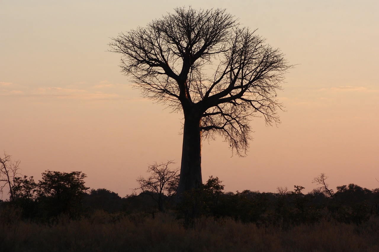 Afrikoje,  Medis,  Baobab,  Abendstimmung,  Botsvana,  Gamta, Nemokamos Nuotraukos,  Nemokama Licenzija