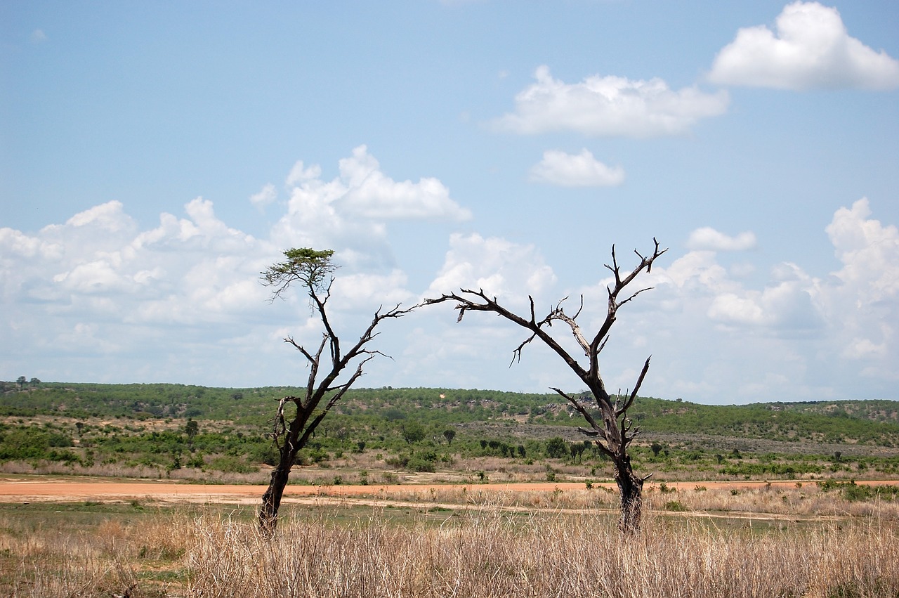 Afrikoje,  Tanzania,  Stepė, Nemokamos Nuotraukos,  Nemokama Licenzija