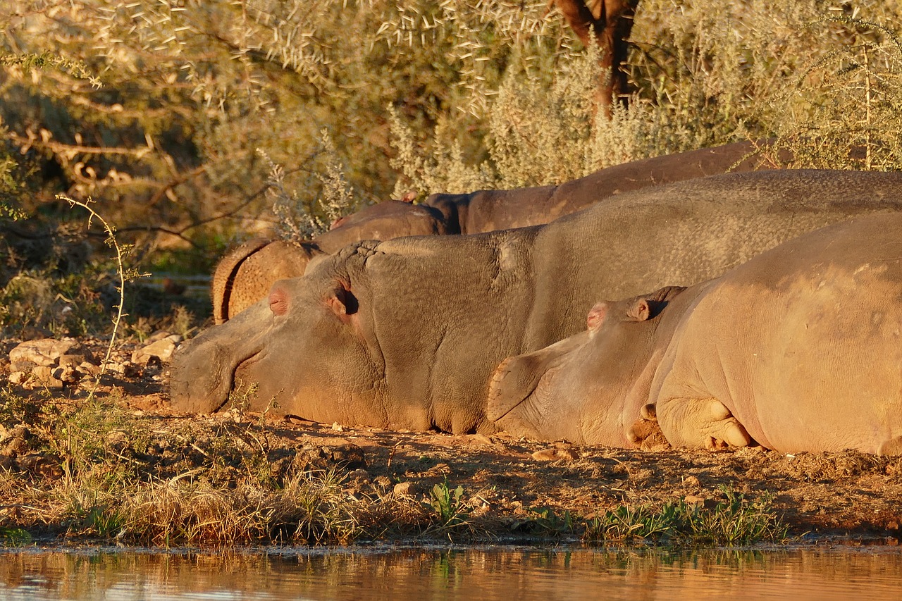 Afrikoje,  Namibija,  Hipopotamas,  Begemotų,  Vandens Skylė,  Miegoti,  Poilsio,  Tingus,  Erindi,  Safari