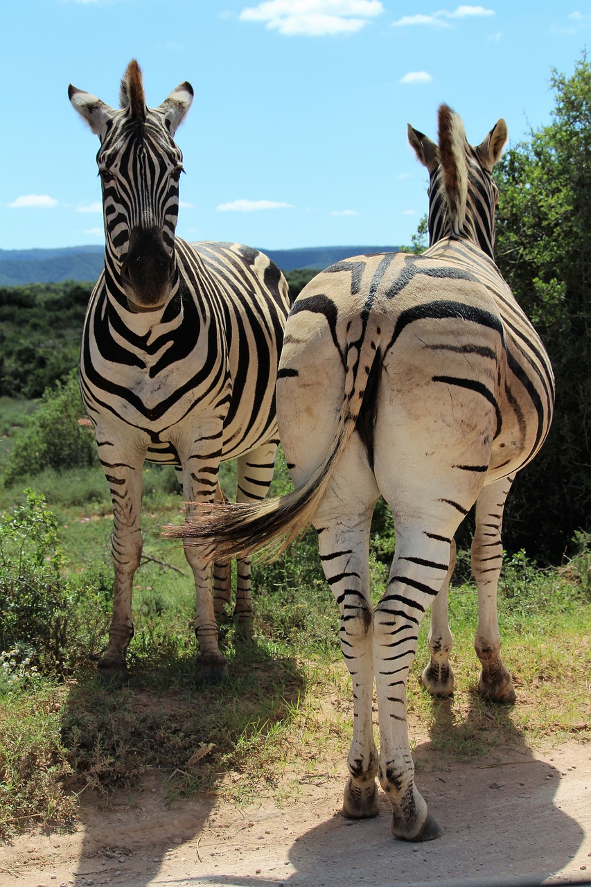 Afrikoje,  Pietų Afrika,  Nacionalinis Parkas,  Zebra,  Zebrai,  Iš Arti,  Dykuma,  Gyvūnijos Pasaulyje,  Gyvūnai,  Arkliai