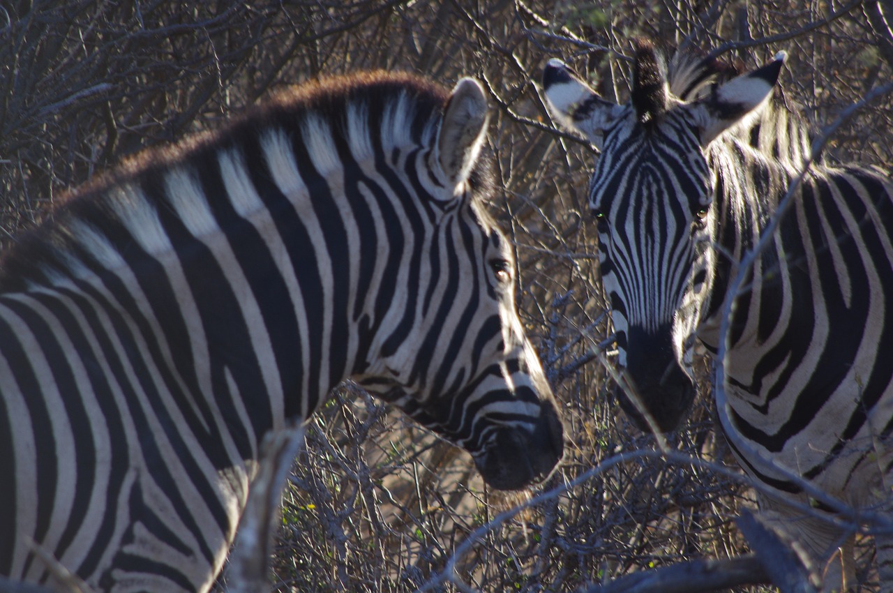 Afrika, Gamta, Zebra, Gyvūnas, Safari, Nemokamos Nuotraukos,  Nemokama Licenzija