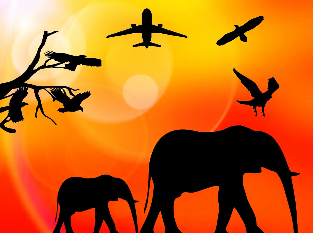 Afrika, Saulė, Šventė, Dramblys, Paukščiai, Orlaivis, Laukinė Gamta, Safari, Nemokamos Nuotraukos,  Nemokama Licenzija
