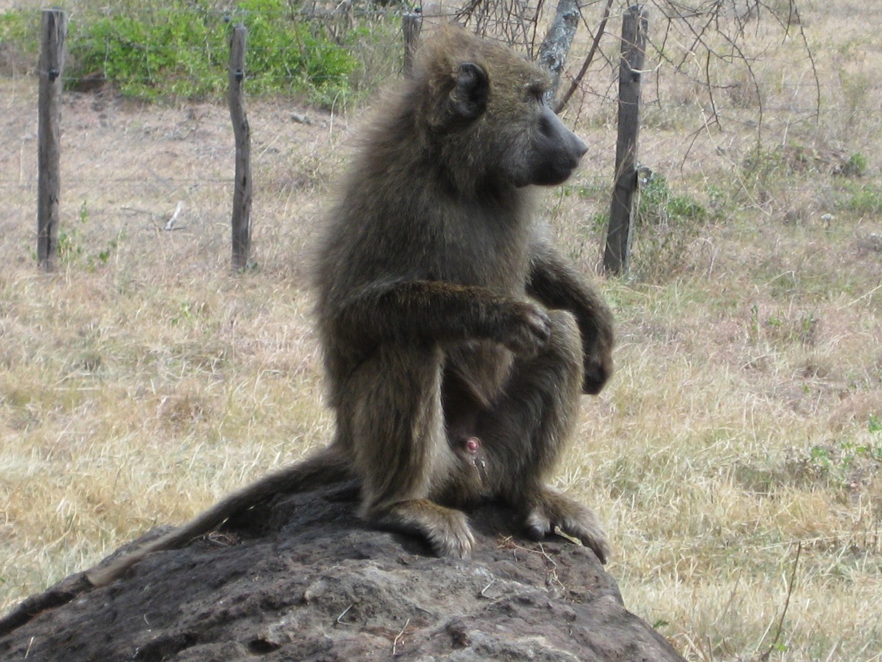 Afrika,  Kenya,  Beždžionė,  Babuonas, Nemokamos Nuotraukos,  Nemokama Licenzija