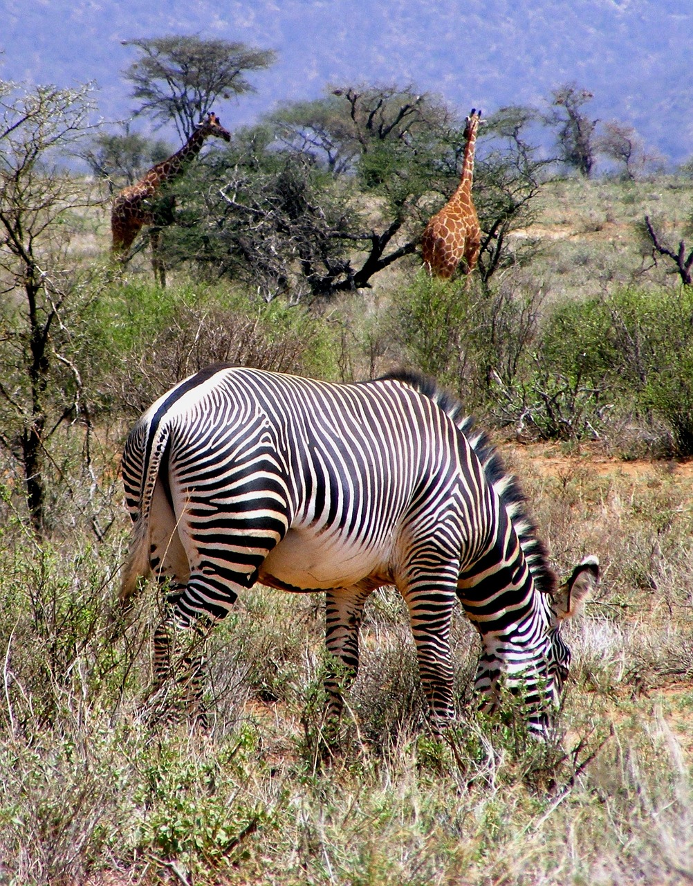 Afrika, Laukinė Gamta, Zebra, Grevy Zebra, Žirafa, Safari, Gyvūnas, Žinduolis, Dykuma, Savanna